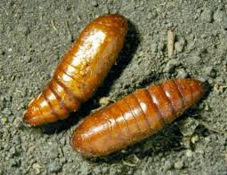 Attēlu rezultāti vaicājumam “Mamestra brassicae larva”