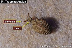 Attēlu rezultāti vaicājumam “Myrmeleontidae larva”