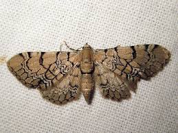 Attēlu rezultāti vaicājumam “Eupithecia venosata”