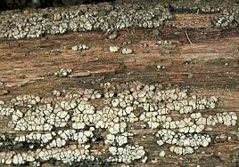 Attēlu rezultāti vaicājumam “Xylobolus frustulatus”