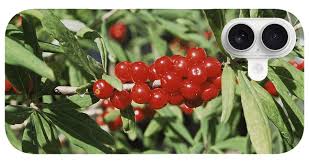 Attēlu rezultāti vaicājumam “Daphne mezereum fruit”