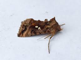 Attēlu rezultāti vaicājumam “Pandemis cinnamomeana female”