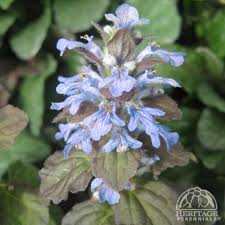 Attēlu rezultāti vaicājumam “Ajuga reptans”