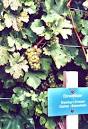 More grape pictures at grapeseek.