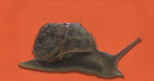 Image result for World Snail Racing Championships