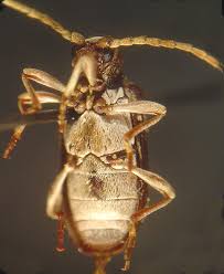 Attēlu rezultāti vaicājumam “Ptinus sp.”