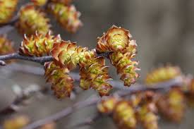 Attēlu rezultāti vaicājumam “Myrica gale male flower”