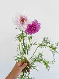Image result for Cosmos bipinnatus `Double Click`