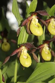 Attēlu rezultāti vaicājumam “Cypripedium calceolus”