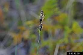Attēlu rezultāti vaicājumam “Carex buxbaumii”