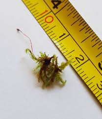 Attēlu rezultāti vaicājumam “Hygrohypnum luridum”