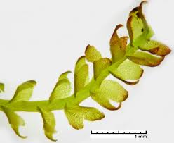 Attēlu rezultāti vaicājumam “Cladopodiella fluitans”