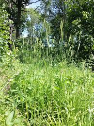 Attēlu rezultāti vaicājumam “Hordelymus europaeus”