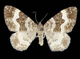 Attēlu rezultāti vaicājumam “Epirrhoe tristata imago”