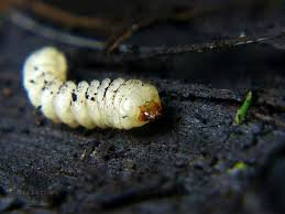 Attēlu rezultāti vaicājumam “Cerambycidae larva”