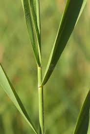 Attēlu rezultāti vaicājumam “Phragmites communis leaf”