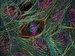 Attēlu rezultāti vaicājumam “Didymium minus macro”