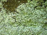 Attēlu rezultāti vaicājumam “Lepraria”