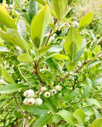 Attēlu rezultāti vaicājumam “Vaccinium uliginosum”