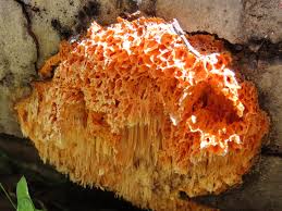 Attēlu rezultāti vaicājumam “Pycnoporellus alboluteus”