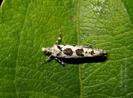 Attēlu rezultāti vaicājumam “Ypsolopha sequella”