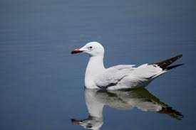 Image result for Larus audouinii