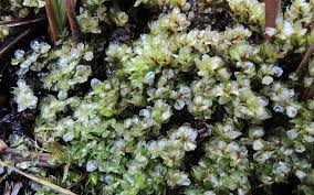 Attēlu rezultāti vaicājumam “Cinclidium stygium”