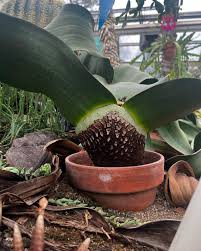 Attēlu rezultāti vaicājumam “Bulbochaete mirabilis”