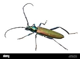 Attēlu rezultāti vaicājumam “Aromia moschata”