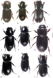 Attēlu rezultāti vaicājumam “Aphodius subterraneus”