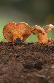 Attēlu rezultāti vaicājumam “Lactarius deterrimus”