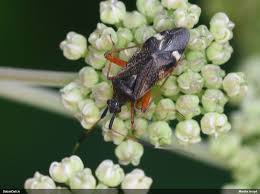 Attēlu rezultāti vaicājumam “Closterotomus biclavatus”
