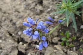 Attēlu rezultāti vaicājumam “Dracocephalum ruyschiana”