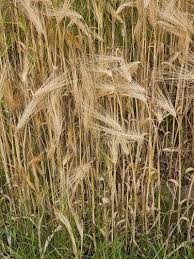Attēlu rezultāti vaicājumam “Hordeum vulgare fruit”