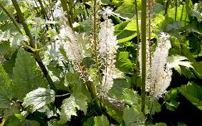 Image result for Silberkerze