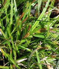 Attēlu rezultāti vaicājumam “Carex lepidocarpa leaf”