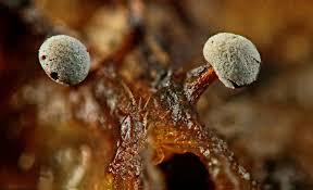 Attēlu rezultāti vaicājumam “Didymium clavus stalked”