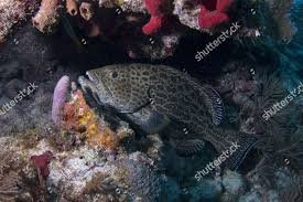 Image result for Mycteroperca venenosa