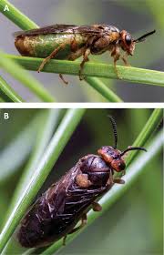 Attēlu rezultāti vaicājumam “Diprionidae”