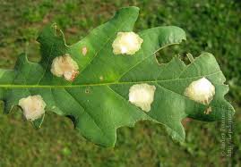 Attēlu rezultāti vaicājumam “Tischeria ekebladella”