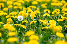 Attēlu rezultāti vaicājumam “Taraxacum”