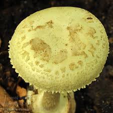 Attēlu rezultāti vaicājumam “Amanita citrina”