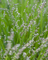 Attēlu rezultāti vaicājumam “Melica nutans flower”