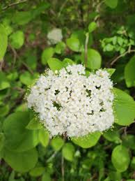 Attēlu rezultāti vaicājumam “Viburnum lantana”