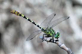 Attēlu rezultāti vaicājumam “Onychogomphus forcipatus”