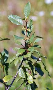 Attēlu rezultāti vaicājumam “Frangula alnus bud”