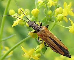 Attēlu rezultāti vaicājumam “Oedemera femorata”