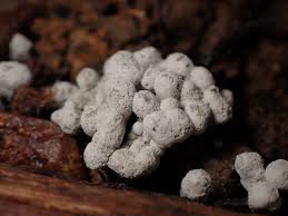 Attēlu rezultāti vaicājumam “Diderma spumarioides”