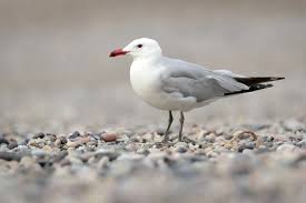 Image result for Larus audouinii