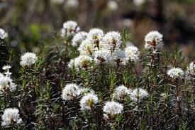 Attēlu rezultāti vaicājumam “Ledum palustre flower”